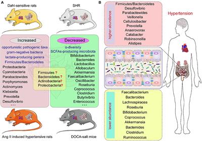 Intestinal microbiota: A promising therapeutic target for hypertension